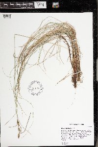 Carex lasiocarpa image