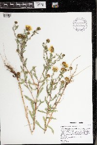 Grindelia squarrosa image