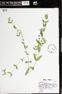 Scutellaria galericulata image