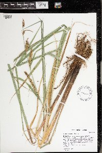 Carex lacustris image