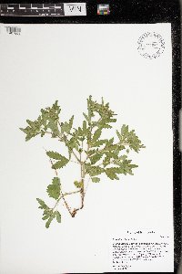 Potentilla rivalis image