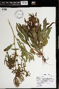 Rumex fueginus image