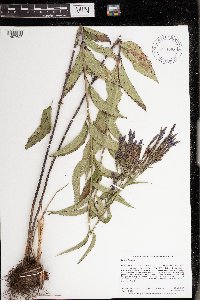 Verbena hastata image