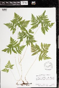 Gymnocarpium dryopteris image