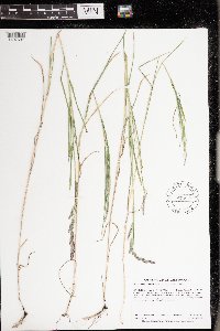 Muhlenbergia racemosa image