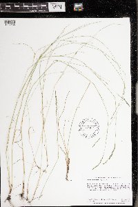 Muhlenbergia richardsonis image