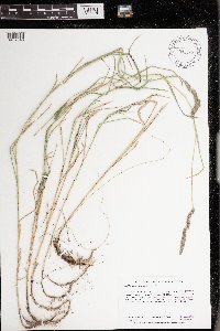 Muhlenbergia glomerata image