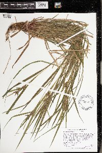 Carex intumescens image