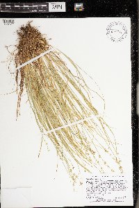 Carex radiata image