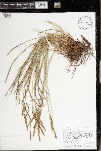 Carex haydenii image