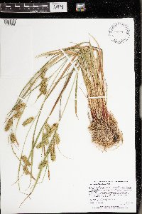 Carex hystericina image