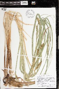 Carex lacustris image