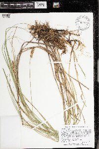 Carex sartwellii image