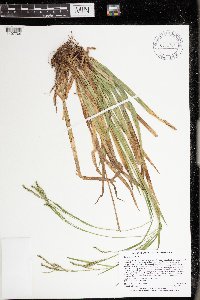 Carex arctata image