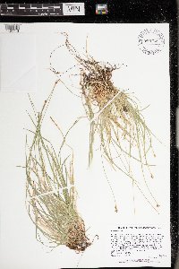 Carex peckii image