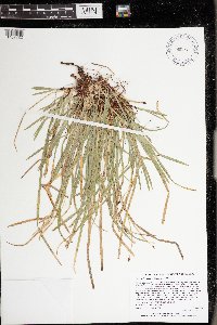 Carex pedunculata image