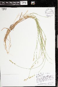 Carex canescens image