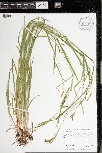 Carex gracillima image