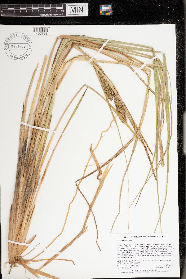 Carex utriculata image