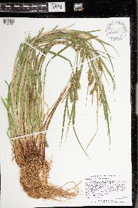 Carex hystericina image