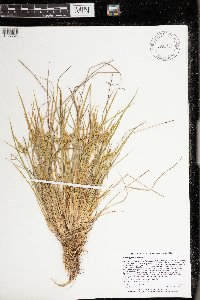 Carex cryptolepis image