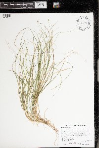 Carex trisperma image