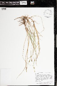 Carex meadii image