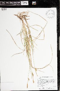 Carex meadii image