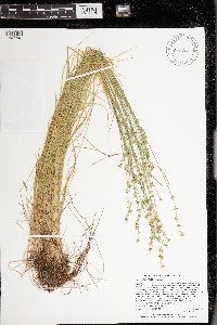 Carex radiata image