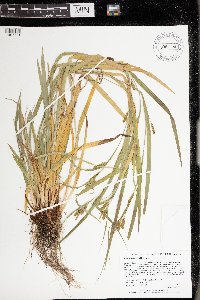 Carex granularis image