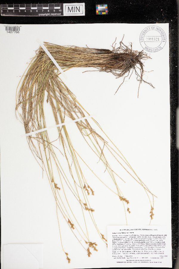 Carex tenera var. tenera image