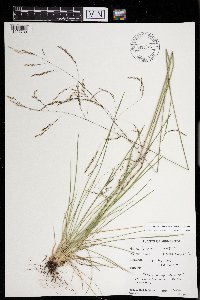 Deschampsia cespitosa subsp. cespitosa image