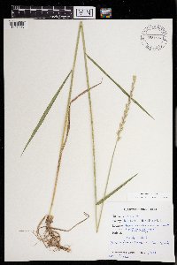 Elymus repens image