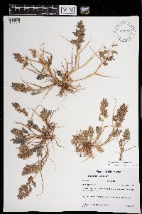 Eragrostis cilianensis image