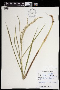 Glyceria canadensis image