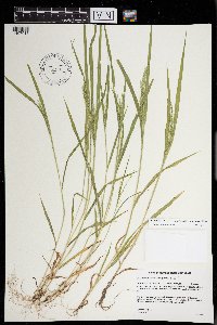 Panicum philadelphicum image