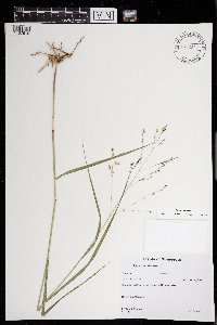 Panicum virgatum image