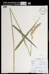 Phalaris arundinacea image