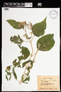 Ageratina altissima image