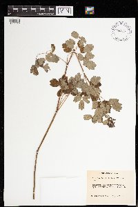 Thalictrum dasycarpum image