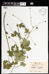 Geum urbanum image