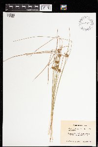 Juncus filiformis image