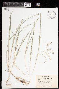 Muhlenbergia glomerata image