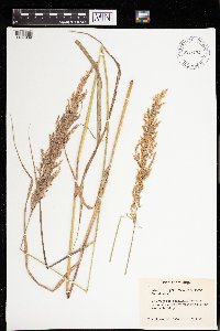 Calamagrostis canadensis image