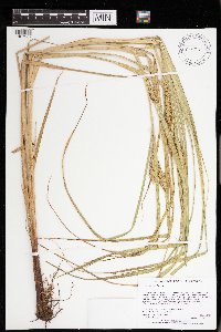 Carex atherodes image