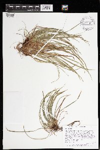 Carex backii image