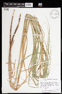 Carex atherodes image