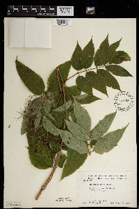 Sambucus nigra image