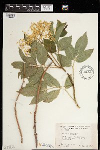 Sambucus nigra image