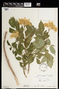 Sambucus nigra image